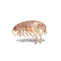 Amphipod_White_400x400