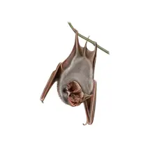 Bat_White_400x400