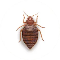 Bed_Bug_White_400x400