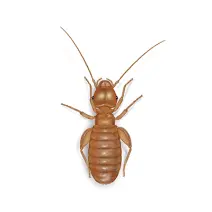 Booklouse_White_400x400
