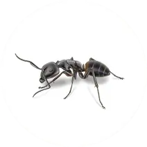 Carpenter_Ant_White_400x400
