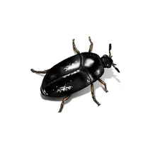 Carpet_Beetle_White_400x400