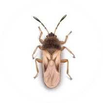 Chinch_Bugs_White_400x400