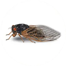 Cicada_White_400x400