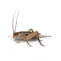 Cricket_White_400x400