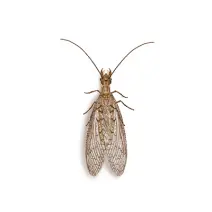 Dobsonfly_White_400x400
