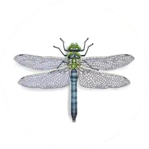 Dragonfly_White_400x400