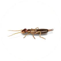Earwig_White_400x400