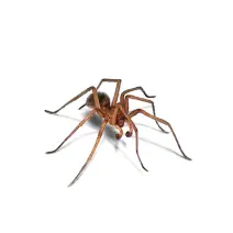 Hobo_Spider_White_400x400