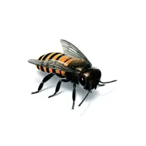 Honey_Bee_White_400x400