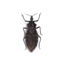 Kissing_Bugs_White_400x400