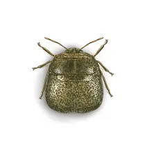 Kudzu_Bug_White_400x400