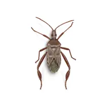 Leaf_Footed_Bugs_White_400x400