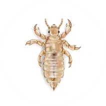 Lice_White_400x400