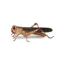 Locusts_White_400x400