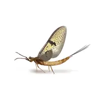 Mayfly_white_400x400