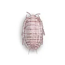 Mealybugs_White_400x400
