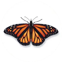 Monarch_Butterfly_White_400x400