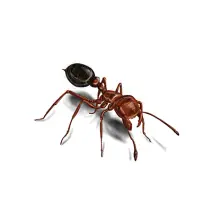 Red_Fire_Ant_White_400x400