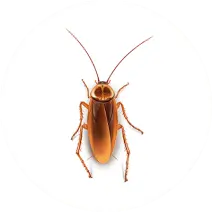 Roach_White_400x400