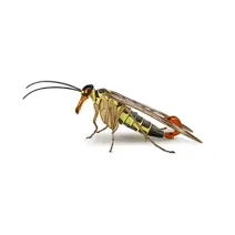 Scorpion_Fly_White_400x400