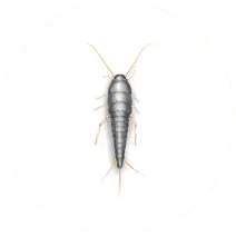 Silverfish_White_400x400