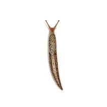Slug_White_400x400
