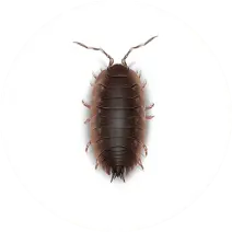 Sowbug_White_400x400