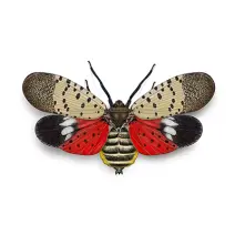 Spotted_Lanternfly_White_400x400