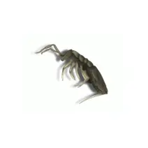 Springtail_White_400x400
