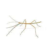 Walking_Stick_Bugs_White_400x400