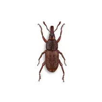 Weevil_White_400x400