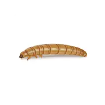 Yellow_Mealworms_White_400x400